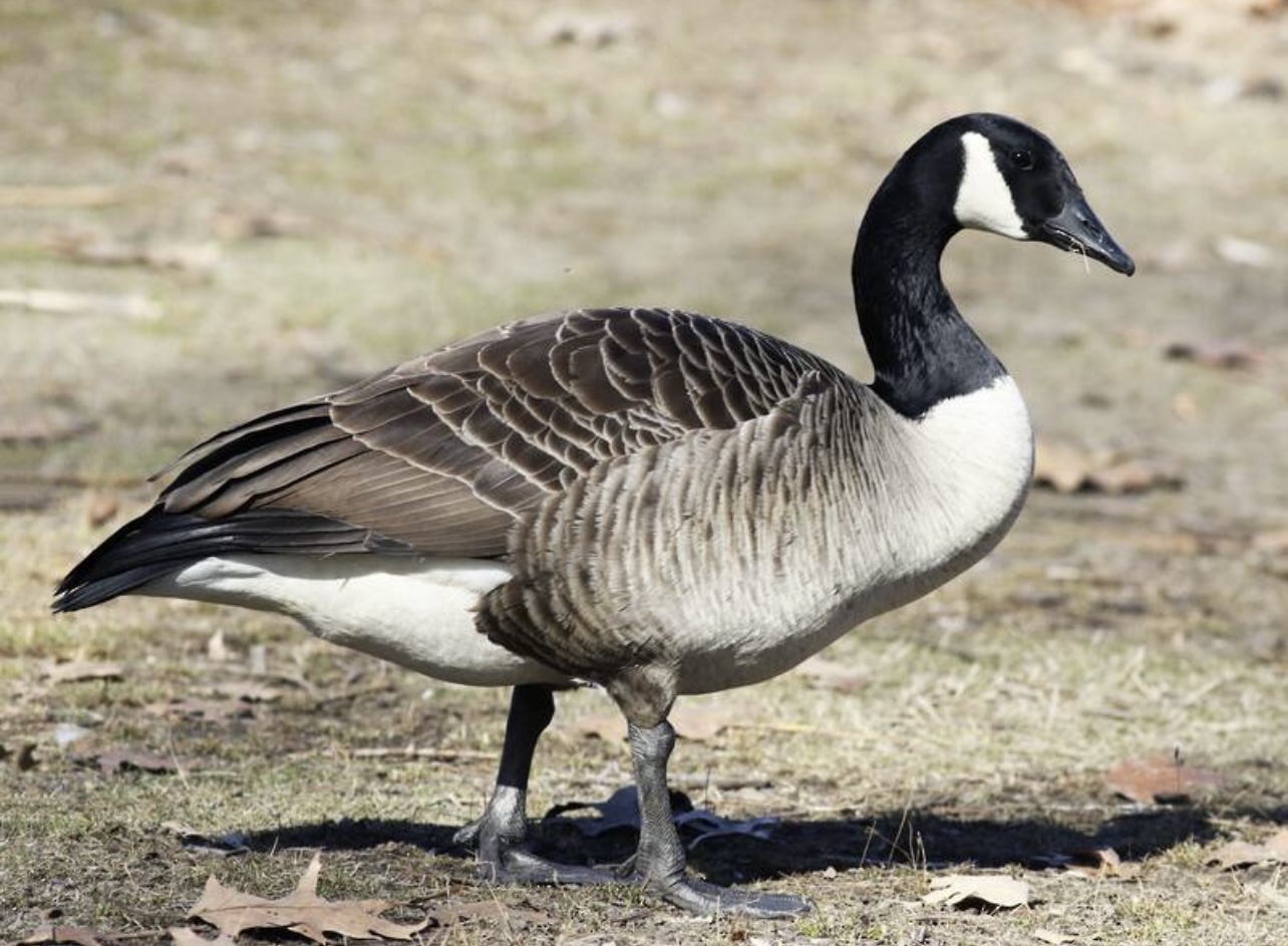 Canada goose