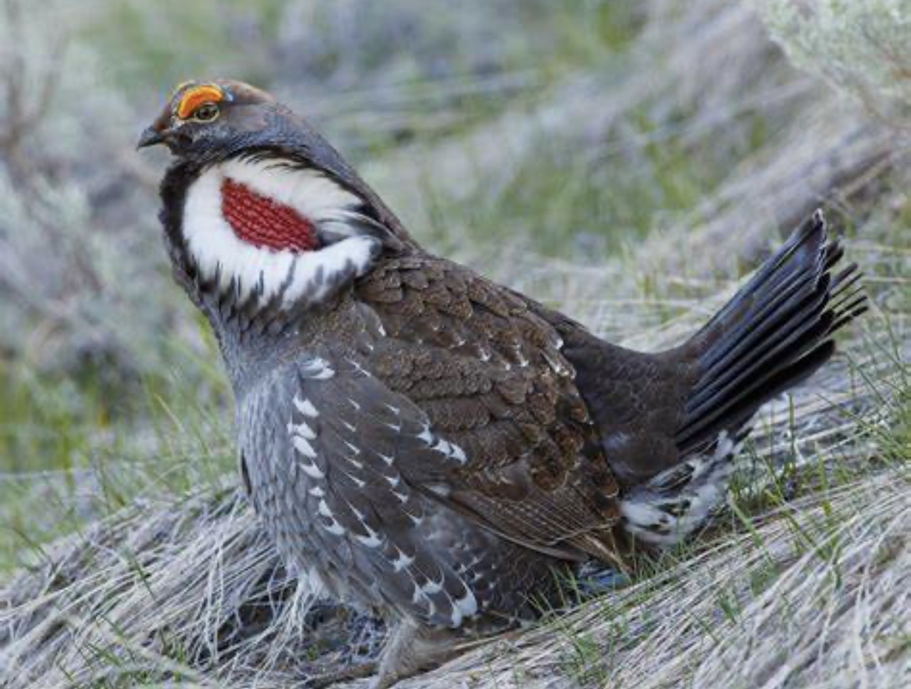 Sooty grouse