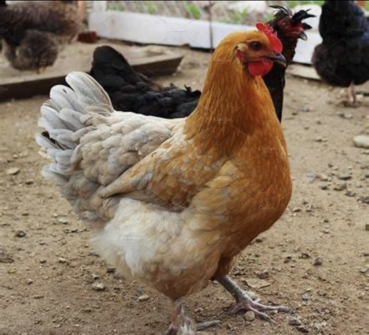 Domestic chicken