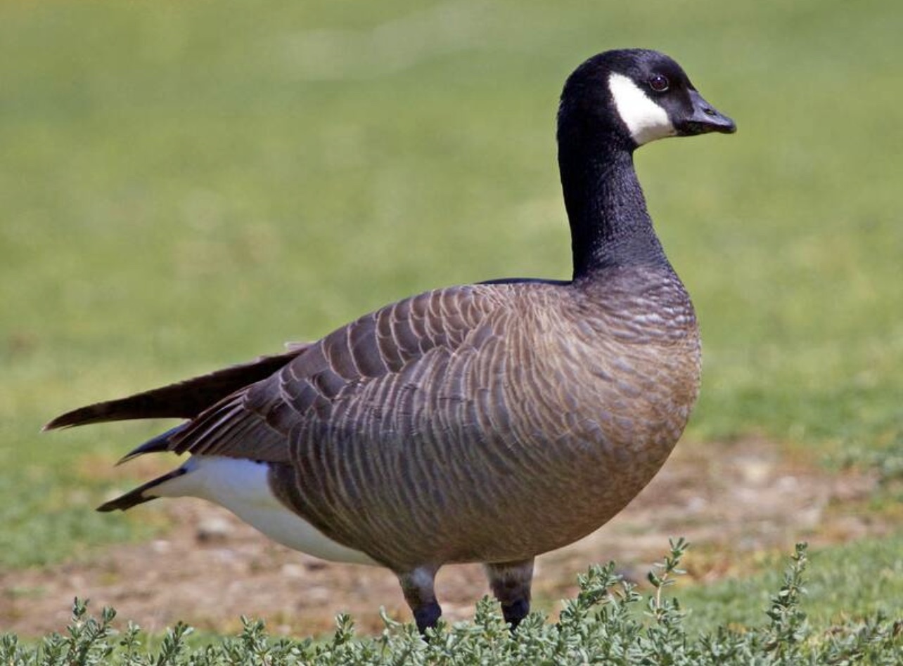 Cackling goose