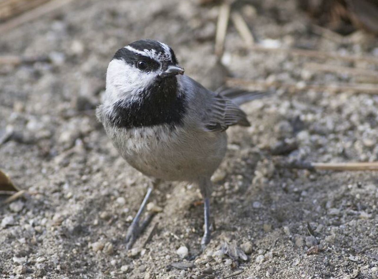 Mountain chickadee