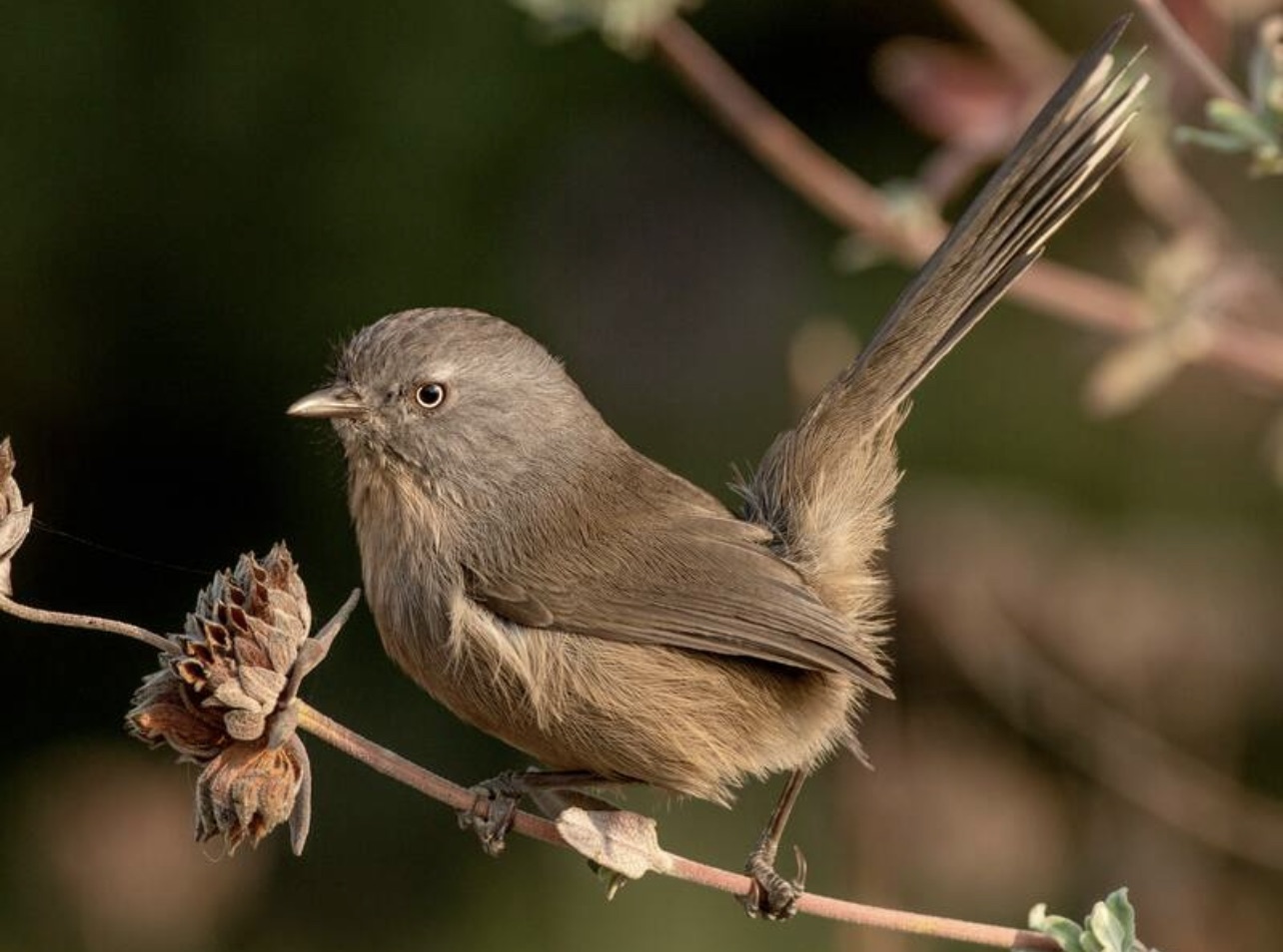 Wrentit
