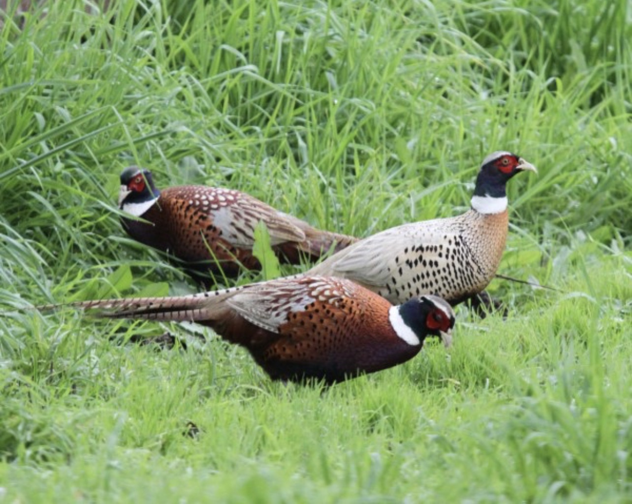 Common Pheasant