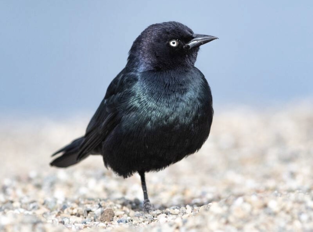Brewer's Blackbird