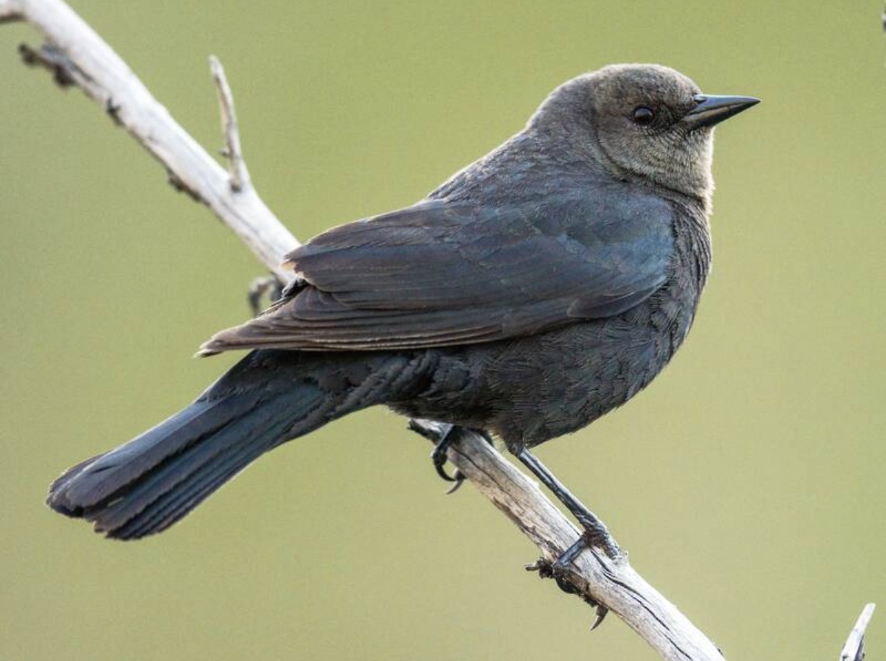 Brewer's Blackbird