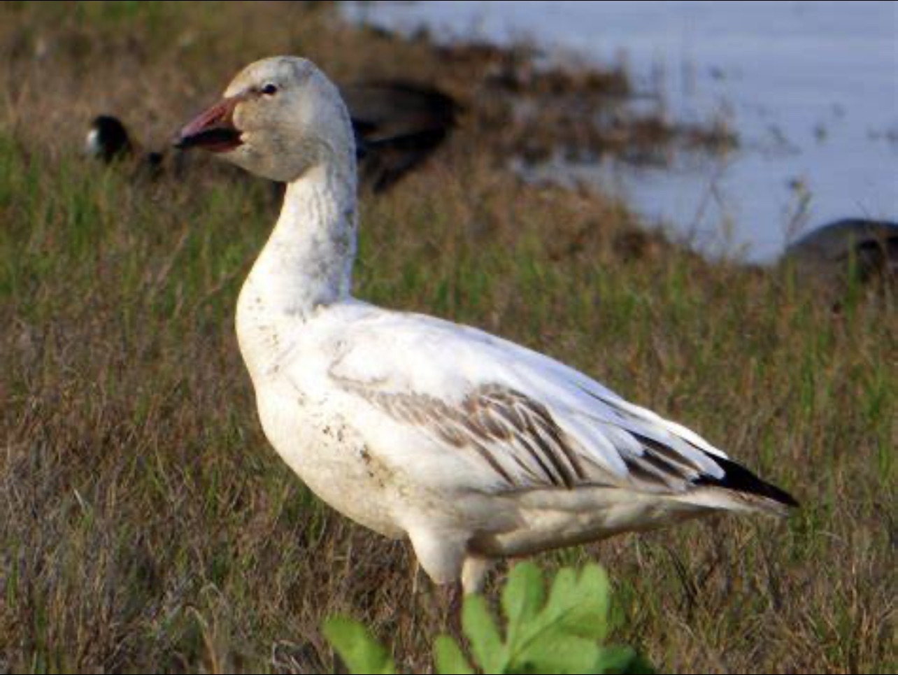 Snow Goose