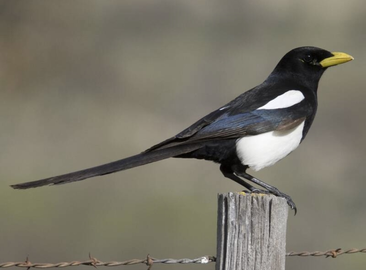 Yellow-billed magpie