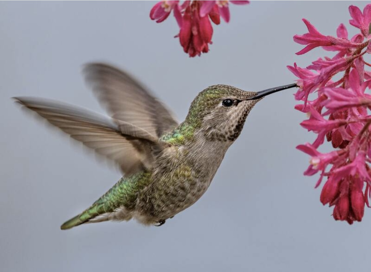 Anna's Hummingbird