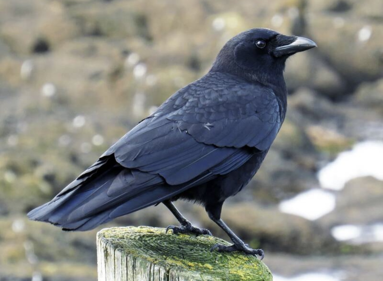 American crow