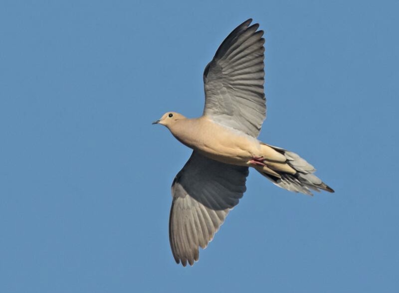 Mourning dove
