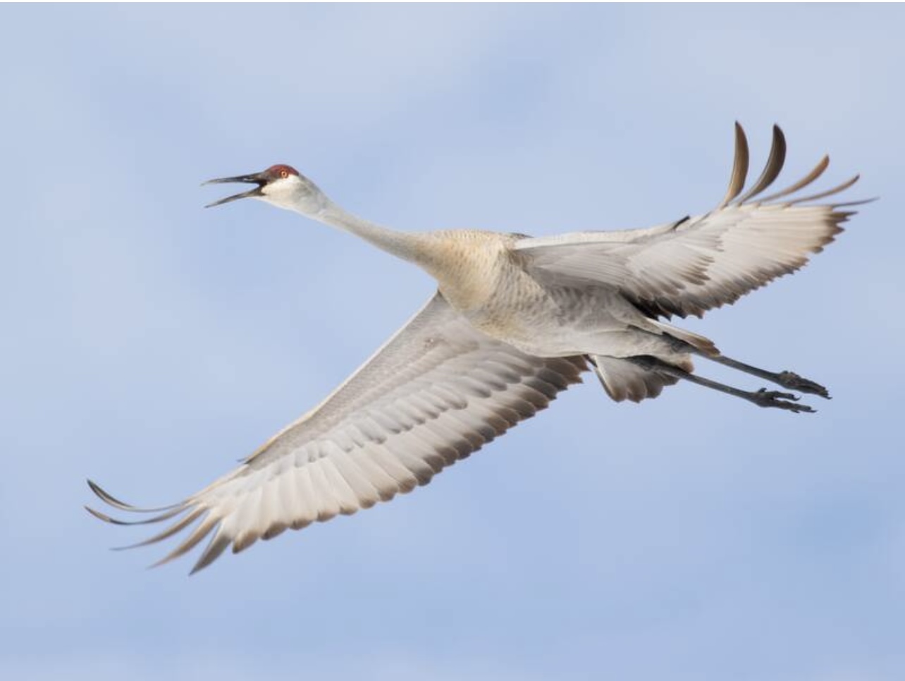 Sandhill crane