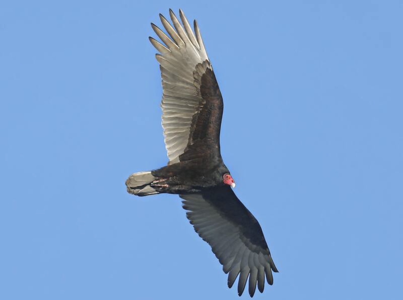 Turkey vulture