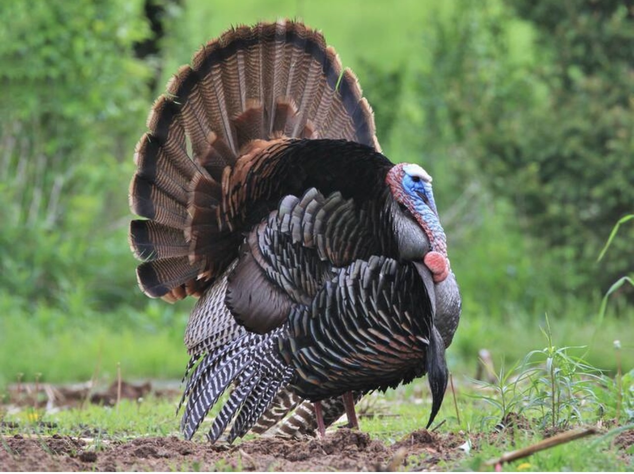 Wild turkey