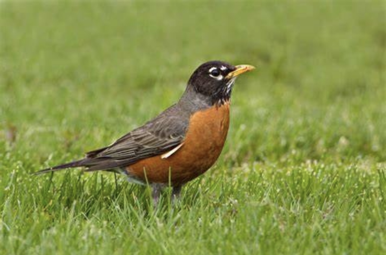 American Robin