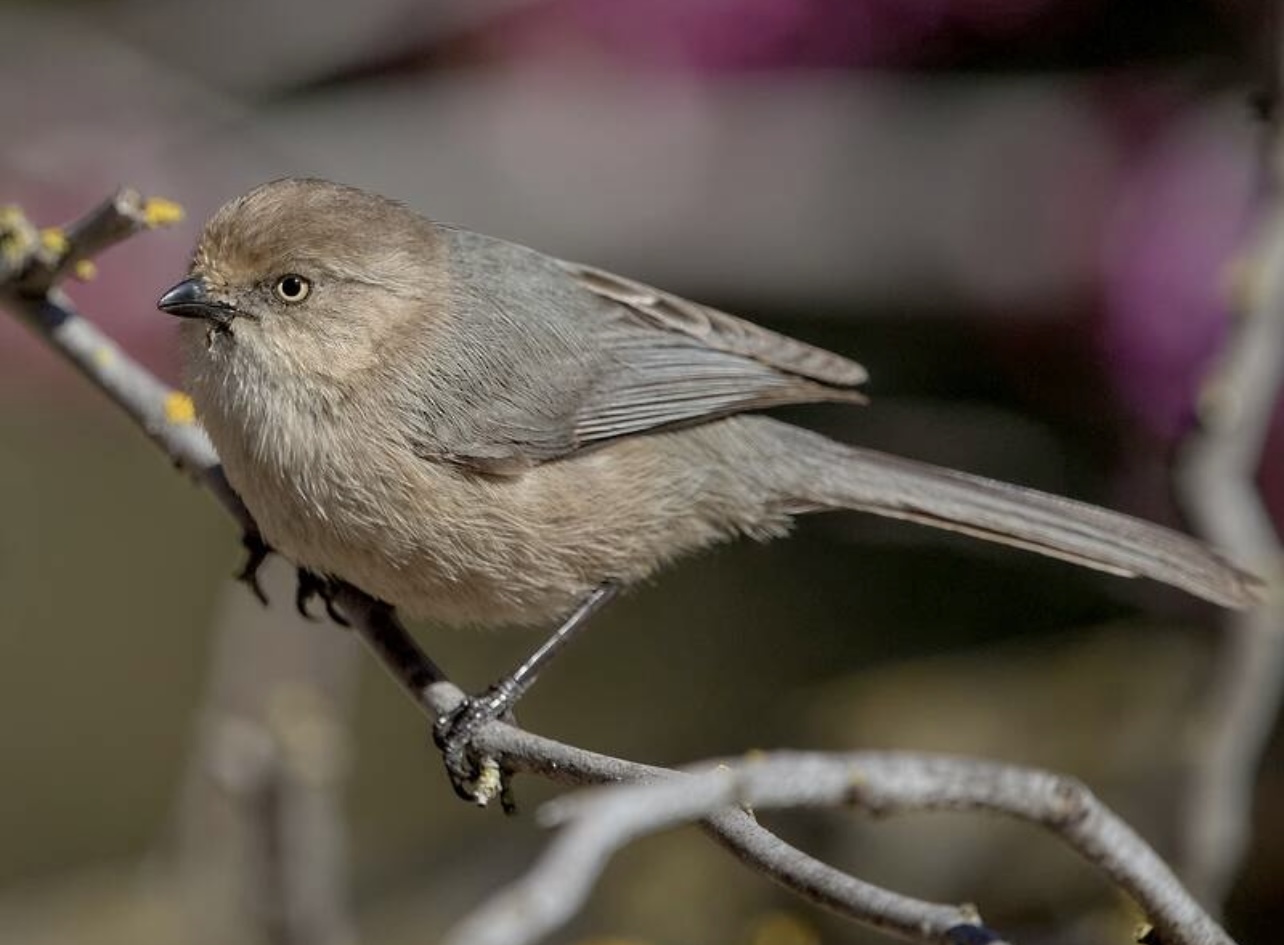 Bushtit