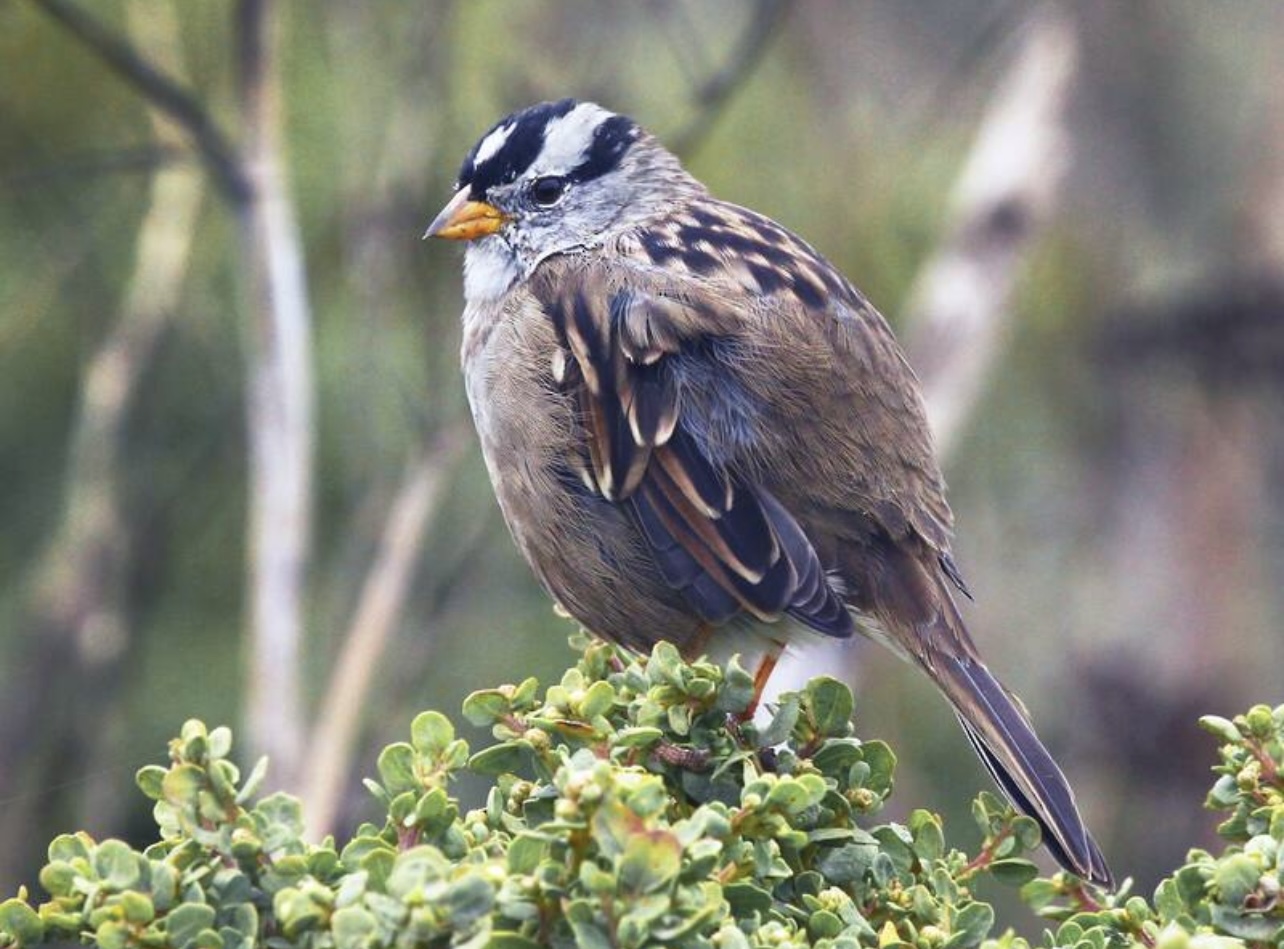 White-crowned sparrow