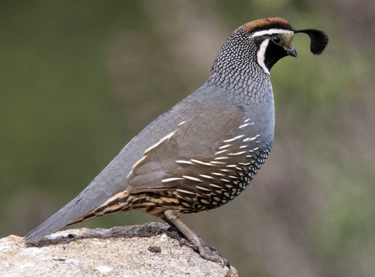 California Quail