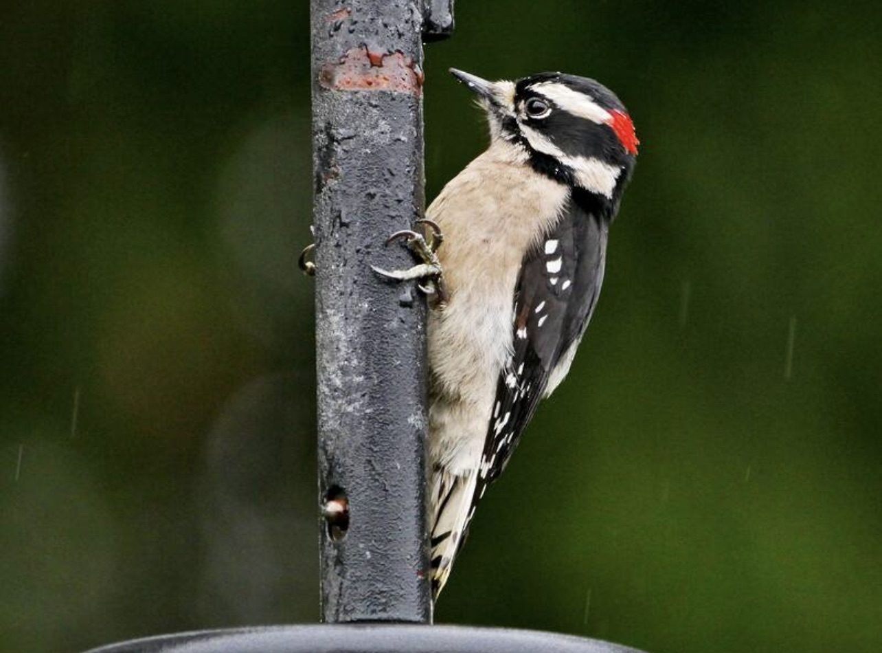 Downy Woodpecker