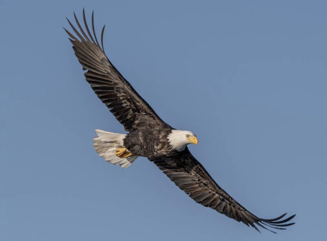 Bald eagle