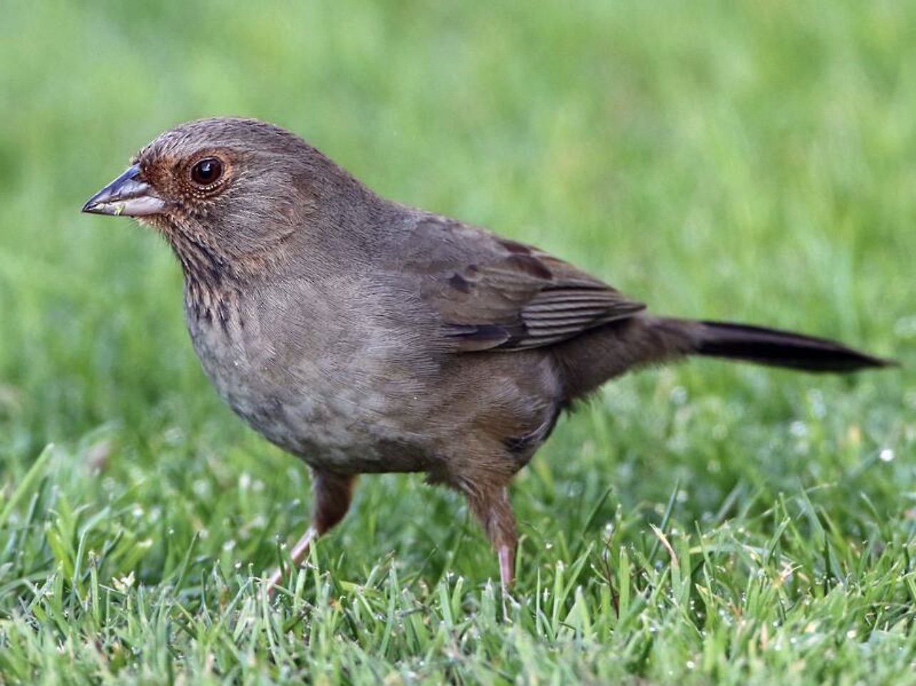 California towhee