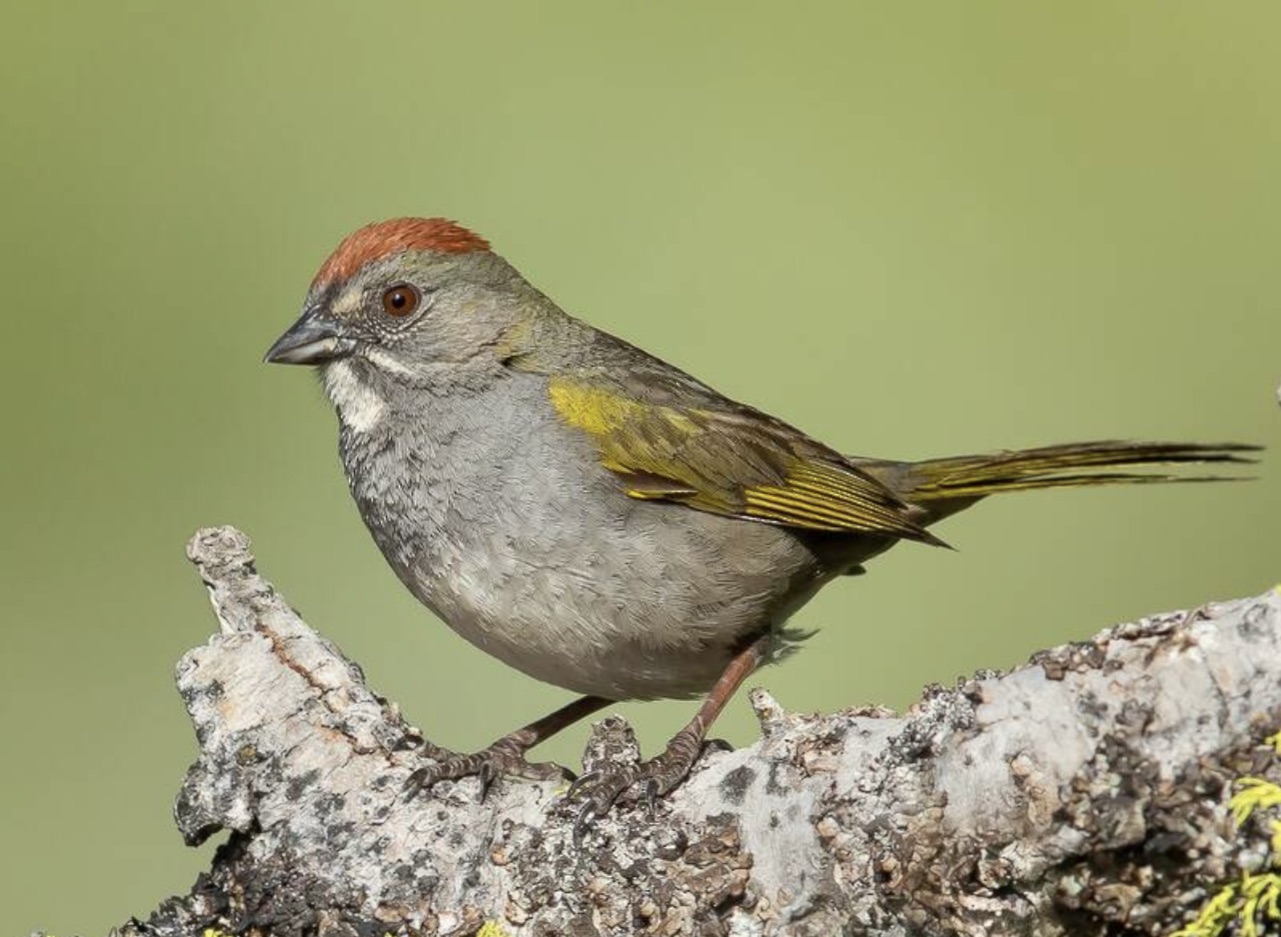 Green-tailed towhee