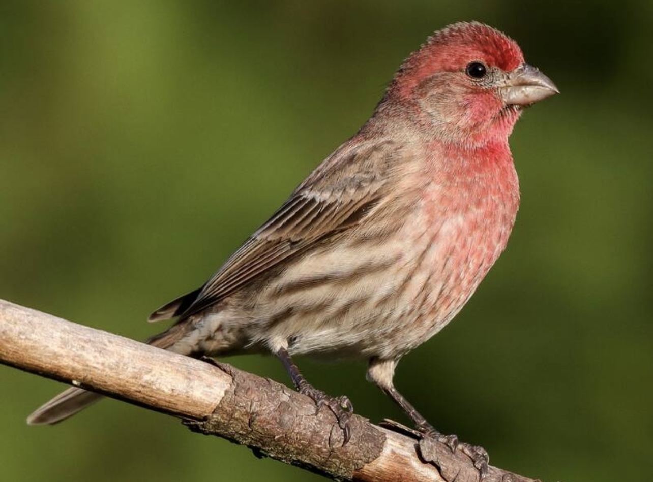 House finch