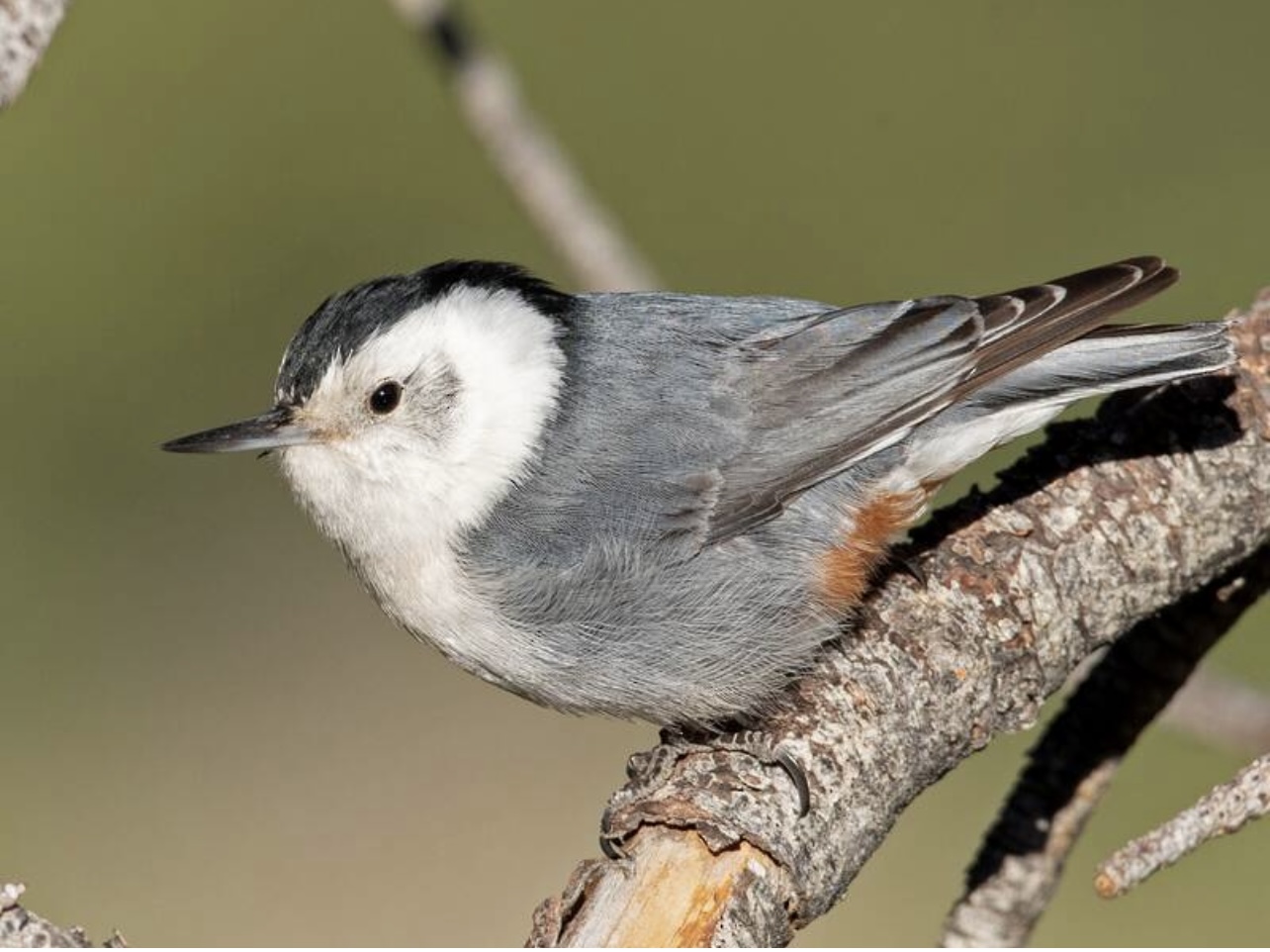 White-breasted nuthatch