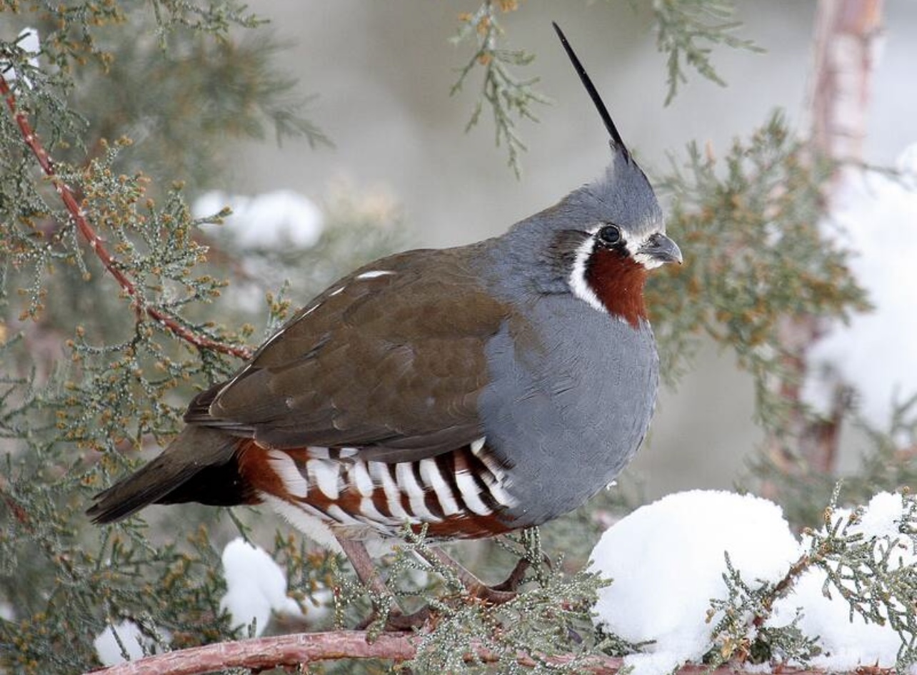 Mountain Quail
