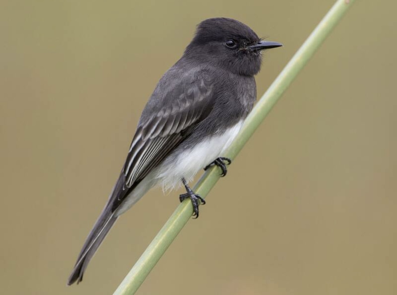Black phoebe