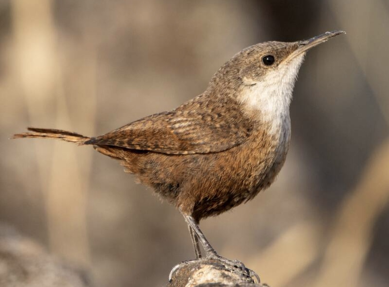 Canyon wren