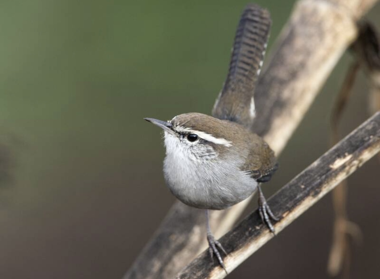 Bewick's wren