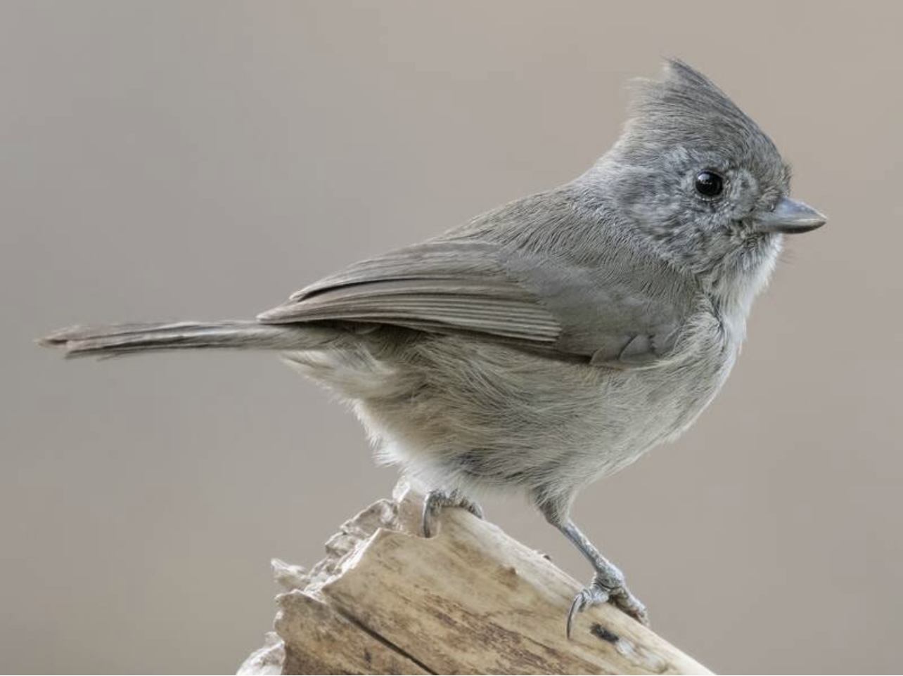 Oak titmouse