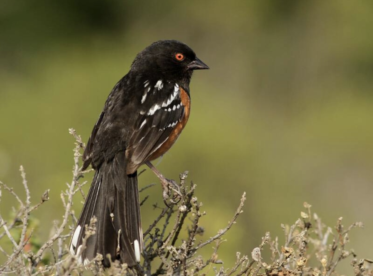 Spotted towhee