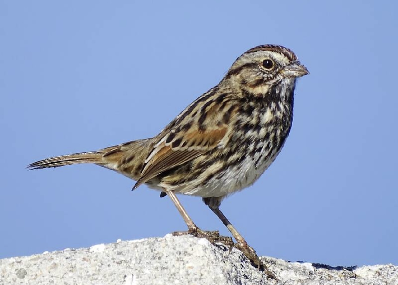 Song sparrow