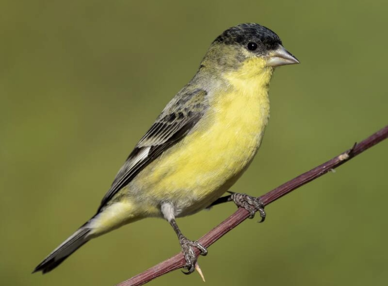 Lesser goldfinch