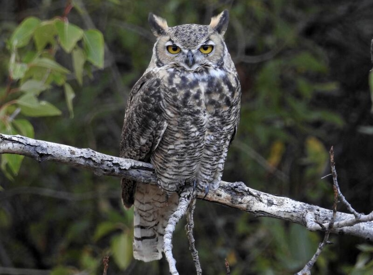 Great Horned Owl