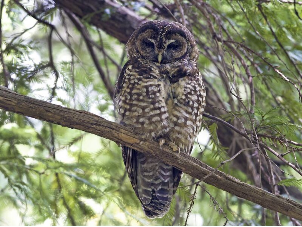 Spotted owl