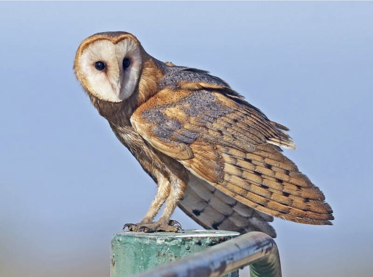 Barn owl