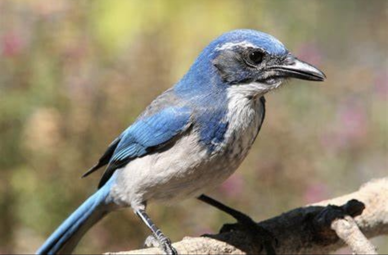 California scrub-jay