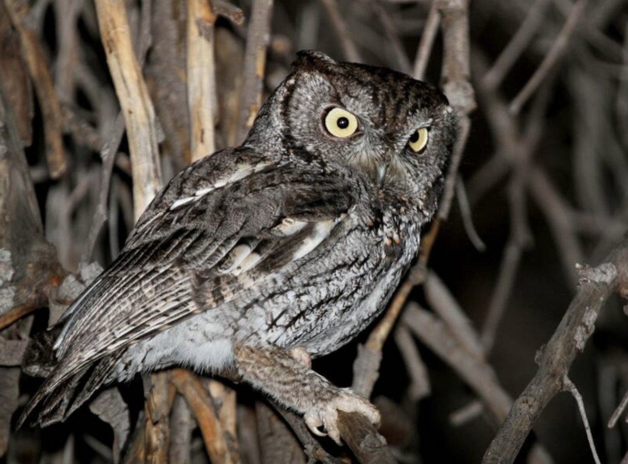 Western screech-owl