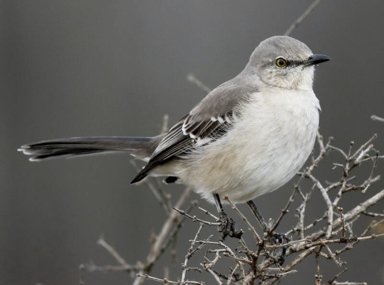 Northern mockingbird