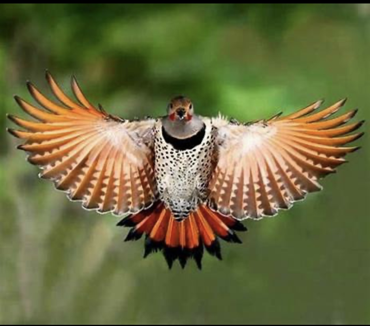 Northern Flicker