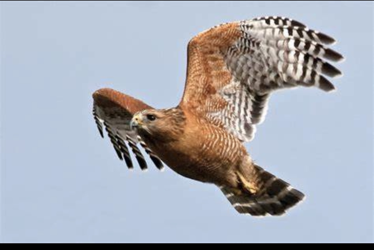 Cooper's hawk