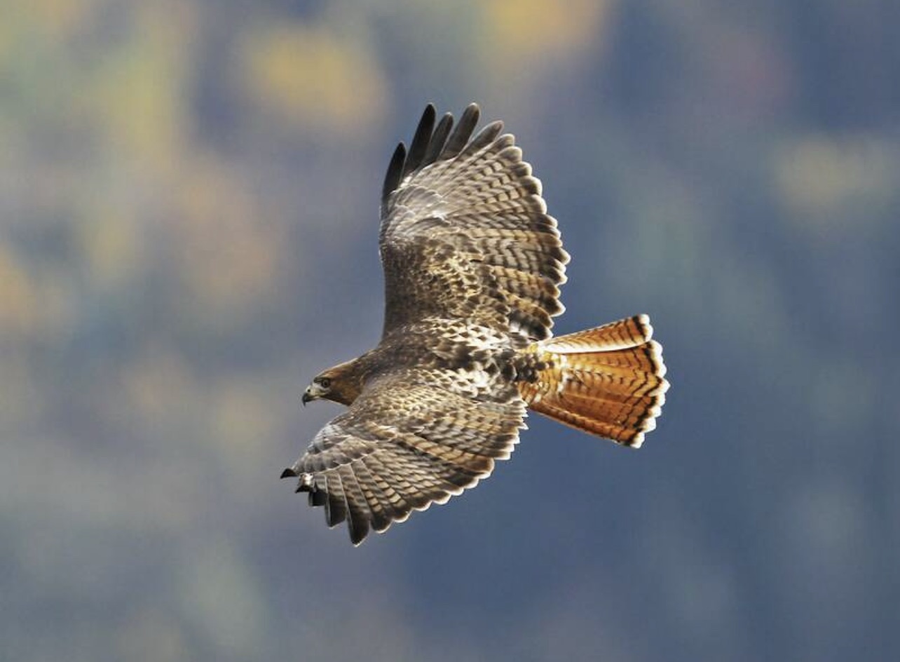 Red-tailed hawk